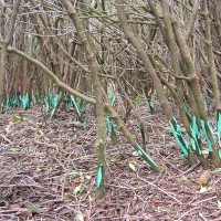 Rhododendron